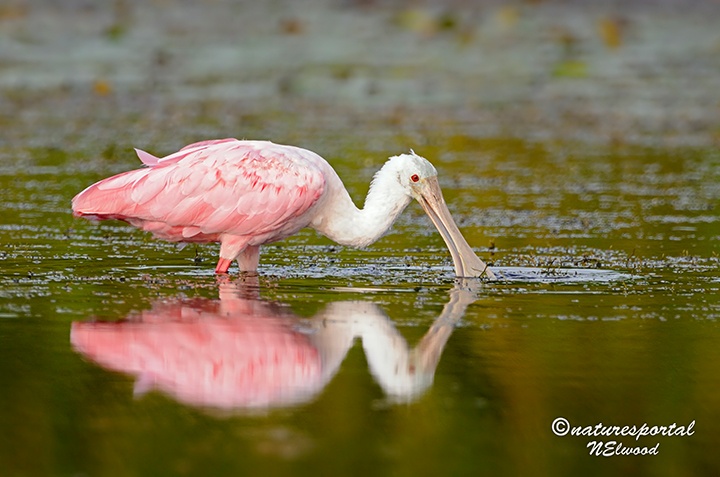 Bird photography in Florida during August and September